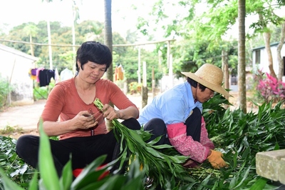 ?？诿捞m區(qū)脫貧戶王康麗 只有勤勞才能致富